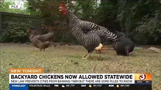 New law allows Arizona residents to have residential chickens