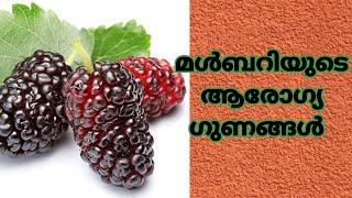 മൾബറിയുടെ ആരോഗ്യ ഗുണങ്ങൾ/Health Benefits of Mulberry