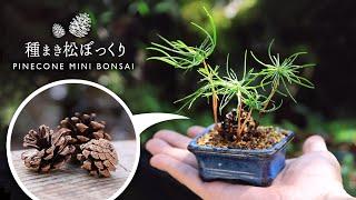 Germination challenge Sowing seeds pine cones palm mini bonsai【Bonsai diary 8/6】how to MINI bonsai