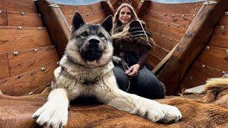 THE NORWEGIAN ELKHOUND - Powerful Hunting Dog of NORWAY