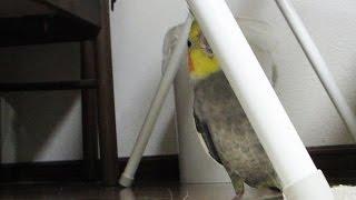 オカメインコがどれくらい狭い幅まで隠れるのか試してみた