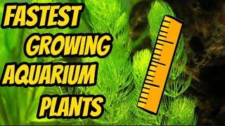 Fastest Growing Aquarium Plants