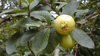 Good Morning Kuya: Heal cuts and wounds faster with guava leaves