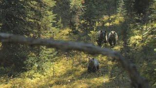 3 Grizzly Charge in BC