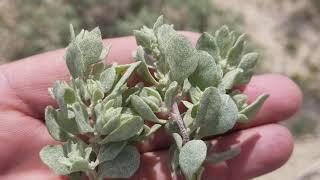 Atriplex confertifolia, and wild flowers in salt bush scrub