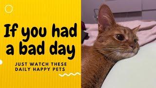 If you had a bad day, just watch these daily happy pets | Day 47