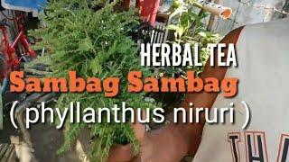 HERBAL TEA ( Phyllanthus niruri ) Aka Sambag sambag