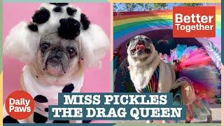 Meet Miss Pickle's: The Fabulous Drag Pug  | Better Together | Daily Paws