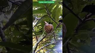 Jamaican apple/राम फल #gardening #ytshort #ramphal #nettedcustardapple