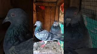 mere mehboob tera tadapna to banta hai #viral #shorts #viralvideo #pigeon