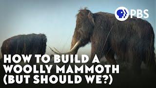 We Can “Bring Back” The Woolly Mammoth. Should We?