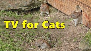 Cat TV ~ Mice Videos for Cats to Watch Extravaganza  Mouse Fun