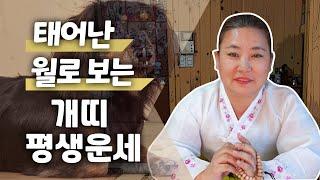 (유명한점집) 태어난 월생으로 보는 '개띠의 평생 운세' [1월생~12월생]