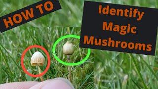 How to identify magic mushrooms - the complete identification guide to magic mushrooms in the UK!