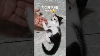 #short#야씨패밀리#아기고양이#까미#하악질#첫도발#귀요미#마음쉼터냥이