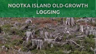 Nootka Island Old Growth Logging