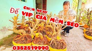 Phôi mai bonsai đế đẹp giá mềm sèo 29/11 #chịTiền0382819990 |MaivàngThanhTâm