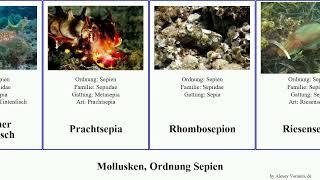 Mollusken, Ordnung Sepien mollusca cuttlefish inermis pharaonis Rhombosepion Tintenfisch Other