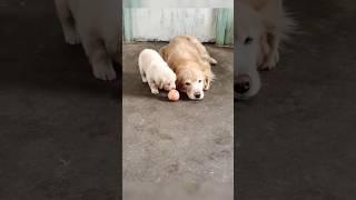 엄마가 다 해줄게 ️ #shorts #골댕이 #강아지 #pets #animals #goldenretriever  #funny