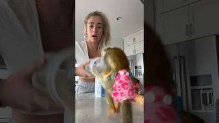 so chaotic#squirrelmonkey #monkey #makeup #reciepe #madlovesripley #cuteanimal #baby #animal #grwm