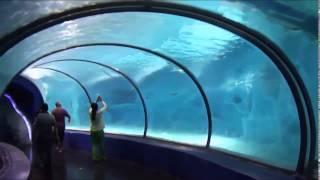 Chimelong Ocean Kingdom by Reynolds Polymer Technology