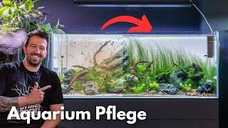 Wie rettet man ein vernachlässigtes Aquarium?