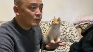 爸妈：“敢养猫就给你丢出去！”