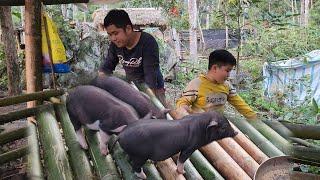 Pig pens, piglets, idyllic mountain village