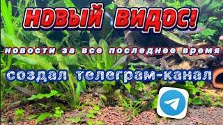 ОБЗОР АКВАРИУМОВ И РЫБ, КОТОРОГО ДАВНО НЕ БЫЛО. Новости. Новые ОЧЕНЬ КРУТЫЕ рыбы. Создал телеграм.