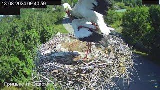 ПІСЛЯ СНІДАНКУ. ЛЕЛЕКА БІЛИЙ. ПИРЯТИНСЬКИЙ УКРАЇНА 13-8-24-WHITE STORK. PYRYATINSKY UKRAINE