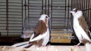 Society Finch singing big time! ~ Part 1