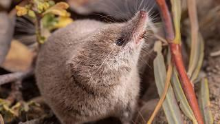 Berkeley students capture first images of rare shrew