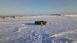 Поение овец "баранов"зимой, сколько раз в сутки нужно поить овец в зимний период.