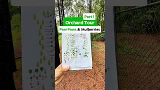 Paw Paws & Mulberries - Orchard Tour pt 1 #fruittrees #gardening #growyourownfood #shorts #orchard