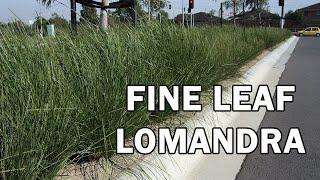 NYALLA® Lomandra has a grass tree look | Ozbreed Strappy Leaf Plants Range