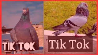 Pigeon TikTok Videos vs Kabooter TikTok Videos Which is Better for 2025? @Pyarepigeonkabutar012