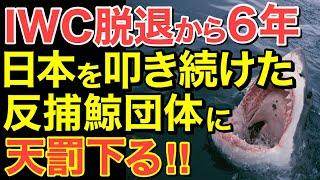 【海外の反応】IWC脱退から6年！ついに反捕鯨団体に天罰がくだり・・【にほんのチカラ】