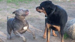 A Dog's Hilarious Reaction to a Serious Rottweiler