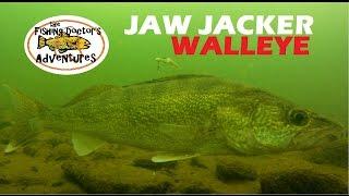 Understanding Walleye Underwater Behavior Ice Fishing the Jaw Jacker