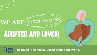 Happy #roldadogs adopted in Sweden