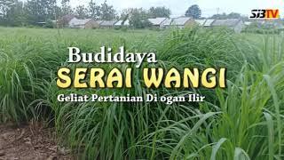 #serehwangi        Budi daya serai Wangi desa serijabo ogan ilir