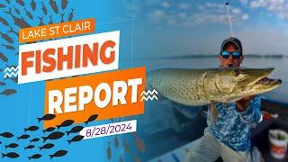 The Lake St. Clair Fishing Report 8/28/2024