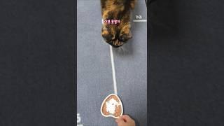 고양이 집사라면 이 정도는 다 하잖아요 ft. 비타크래프트 습식사료 #cat #봉자씨