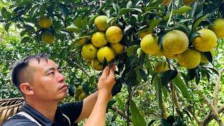 Widen the road to the farm. Harvest oranges and bring them to market.