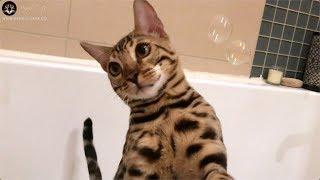 Bengal Cat Loves Water Games