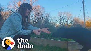 Stray Lab Won't Come Near People Until This Dog Befriends Him ️ | The Dodo