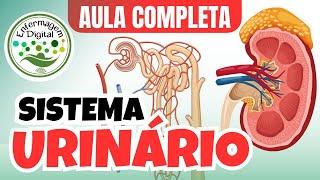 SISTEMA URINÁRIO - AULA COMPLETA