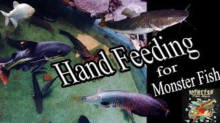 Hand Feeding For Monster Fish(rtc ,rtc x tsn , Arapima)/Monster Fish Aqua SL #monsterfish