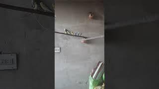 Budgies in line #birds #shorts #budgies
