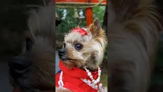 ヨーキーらんと野宮神社/Yorkie and Nonomiya jinja Shrine